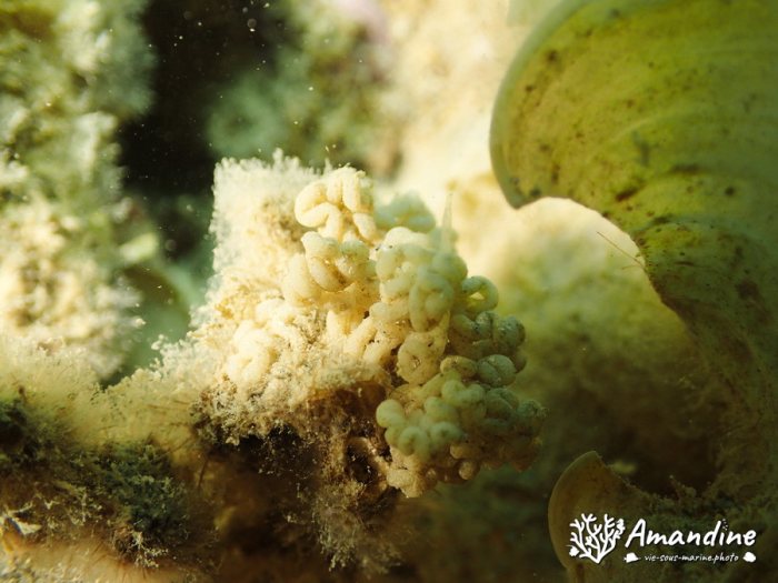 Nudibranche