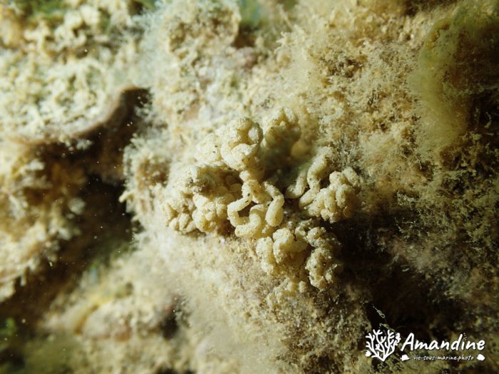 Nudibranche
