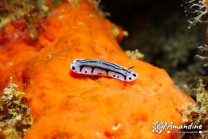 Phyllidiopsis annae