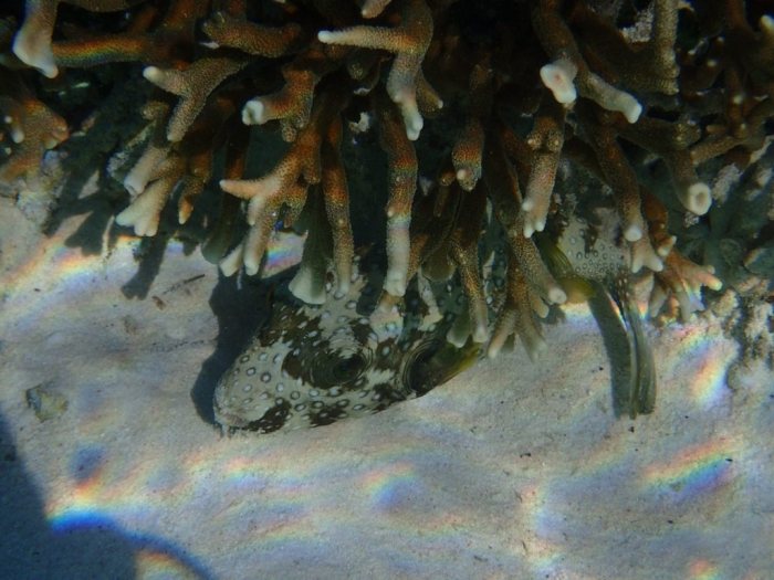 Arothron hispidus