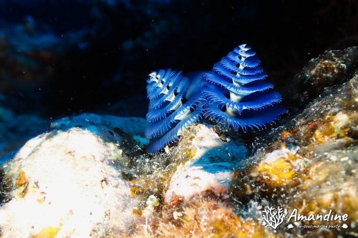 Spirobranchus corniculatus