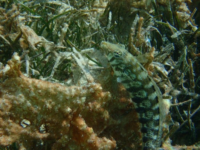 Parapercis australis
