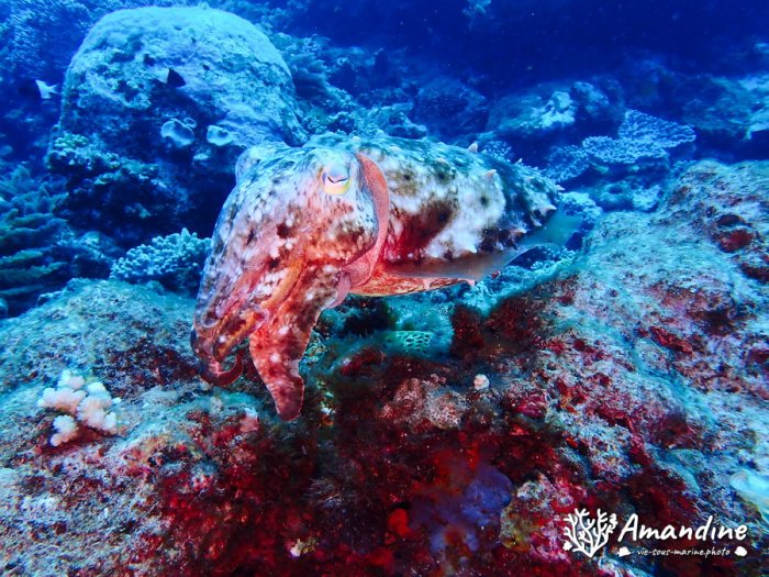Seiche (Sepia latimanus)