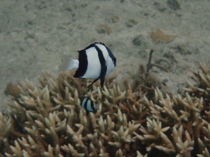 Dascyllus aruanus