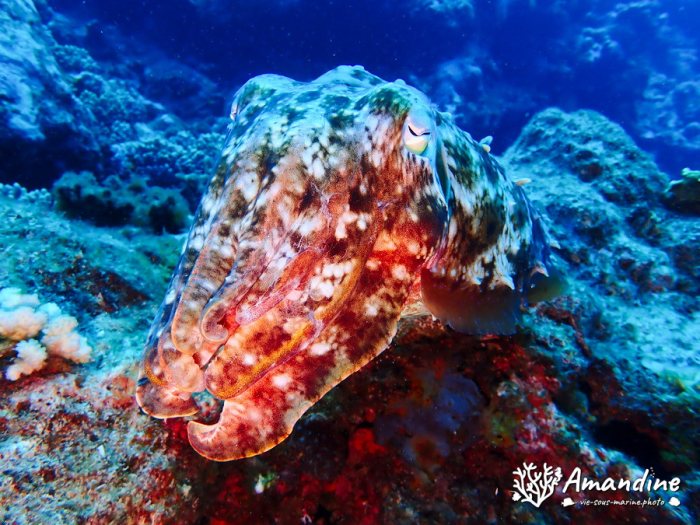 Seiche (Sepia latimanus)