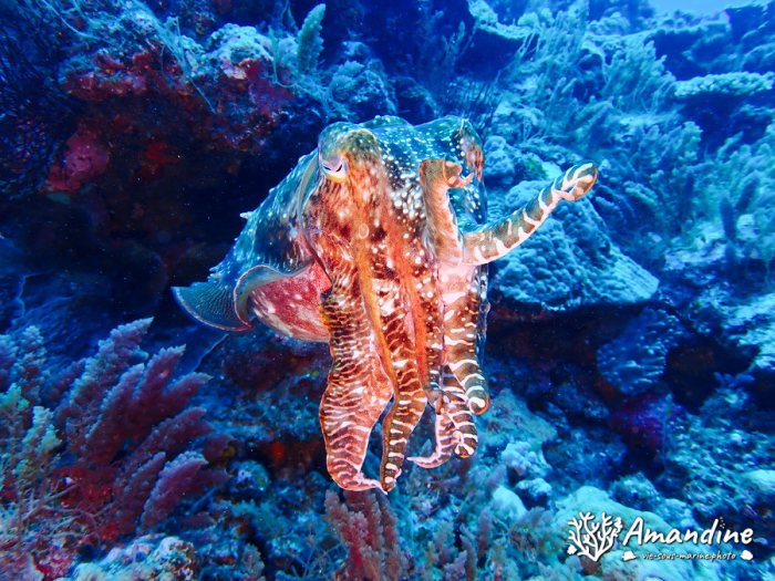 Seiche (Sepia latimanus)