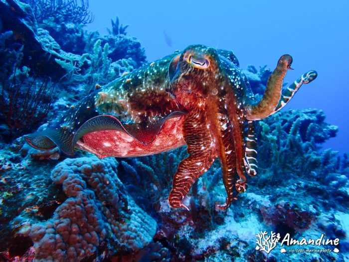 Seiche (Sepia latimanus)