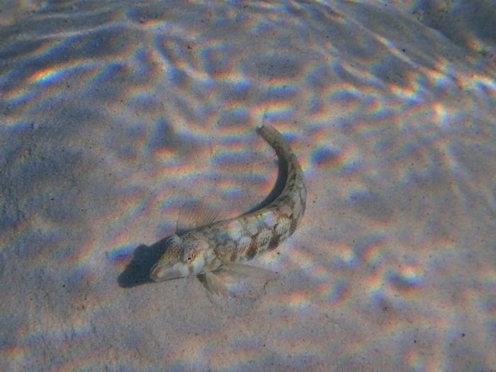 Parapercis australis
