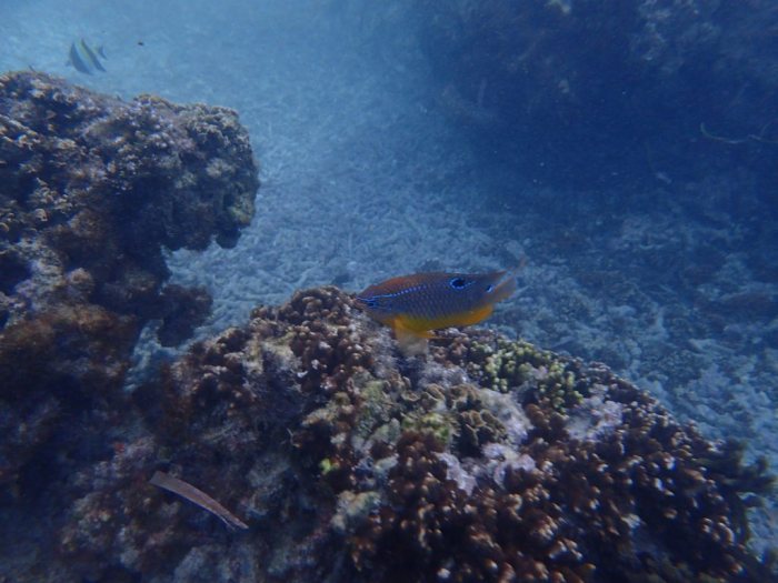 Neoglyphidodon polyacanthus