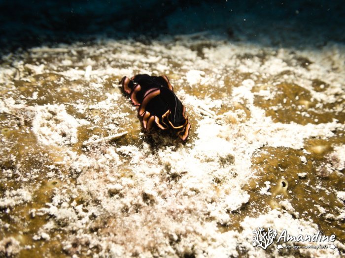 Pseudobiceros gloriosus
