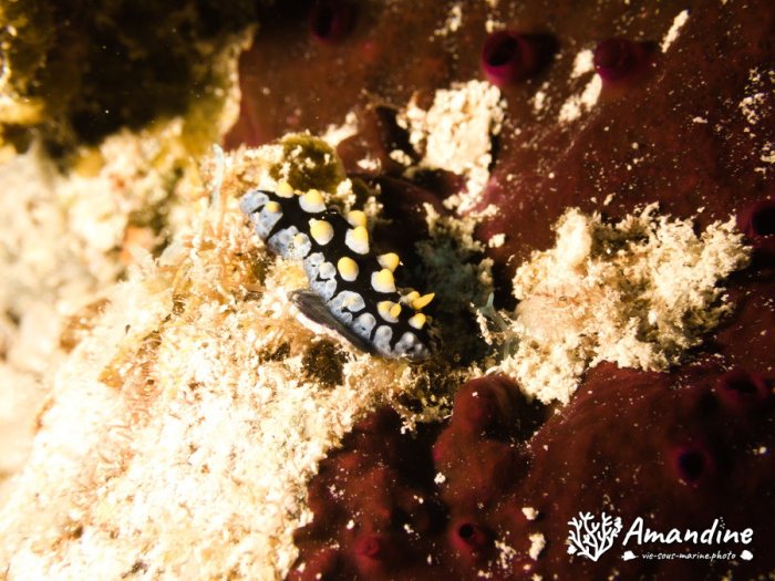 Phyllidia carlsonhoffi