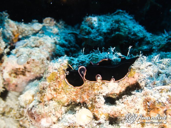 Pseudobiceros gloriosus