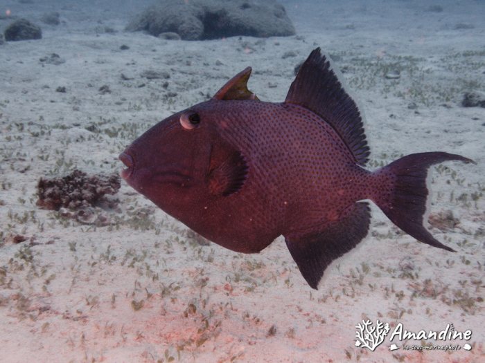Odonus niger