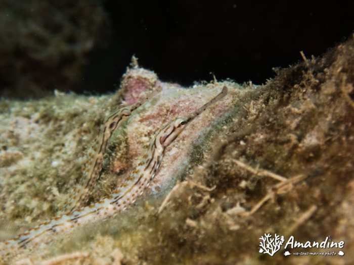 Corythoichthys ocellatus