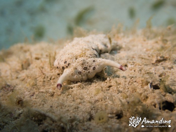 Plakobranchus ocellatus