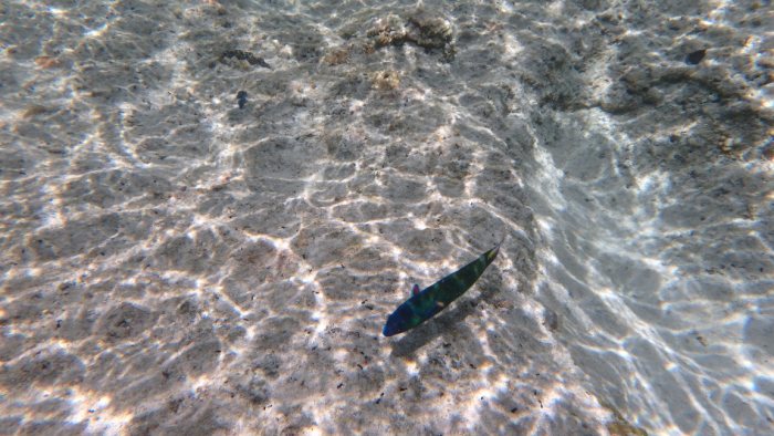 Thalassoma lunare