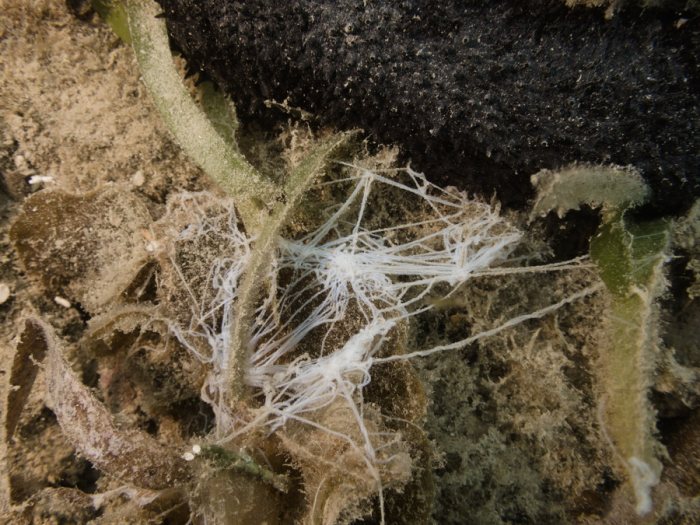 Loimia medusa