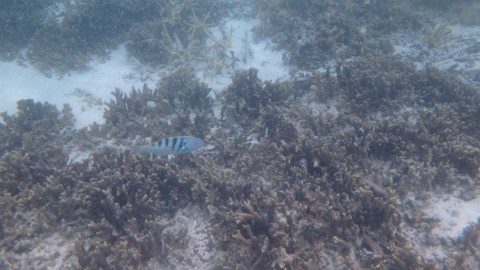 Thalassoma hardwicke