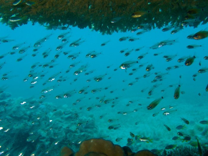 Poissons osseux
