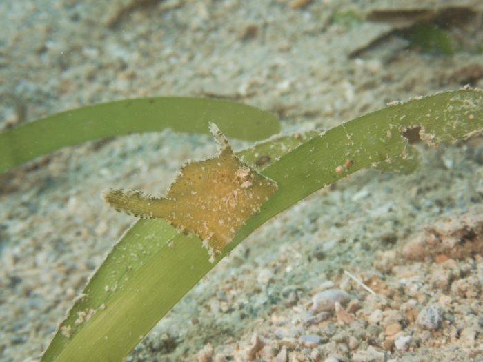 Paramonacanthus oblongus