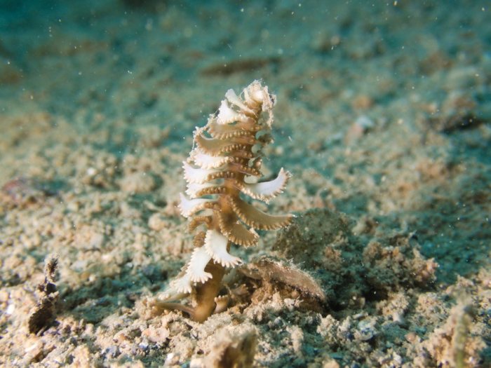 Pennatules