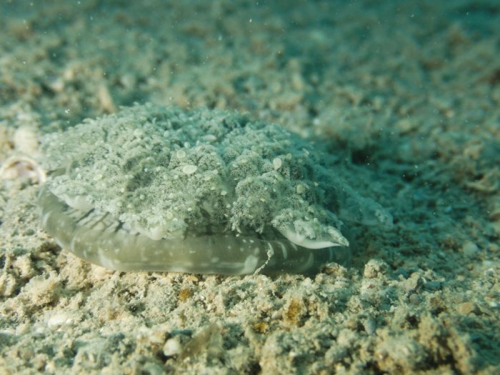 Cassiopea andromeda