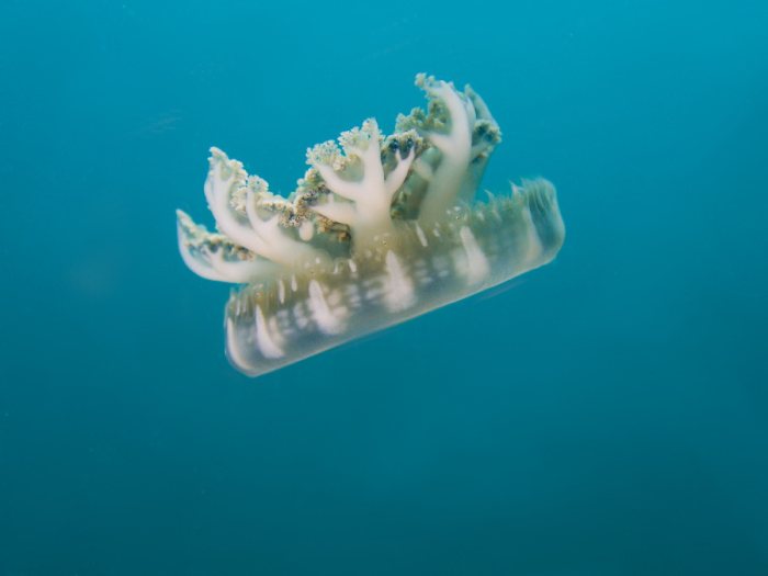 Cassiopea andromeda