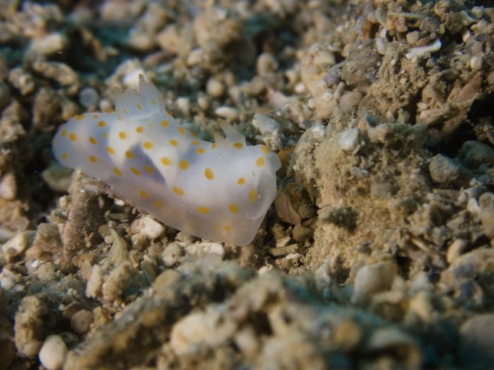 Gymnodoris sp.
