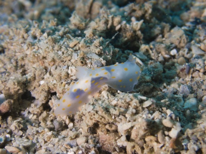 Gymnodoris sp.