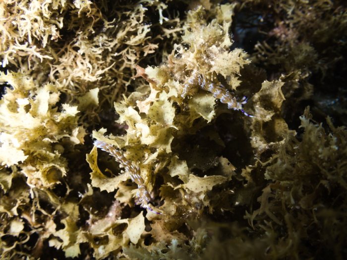 Pteraeolidia ianthina