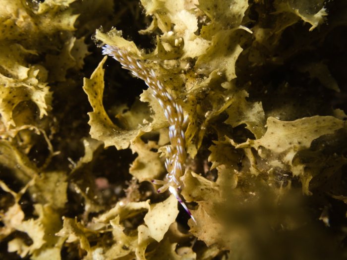 Pteraeolidia ianthina
