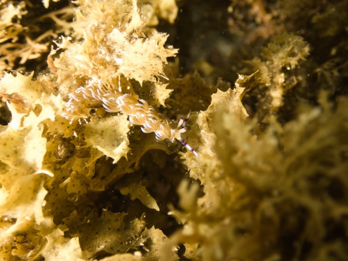 Pteraeolidia ianthina