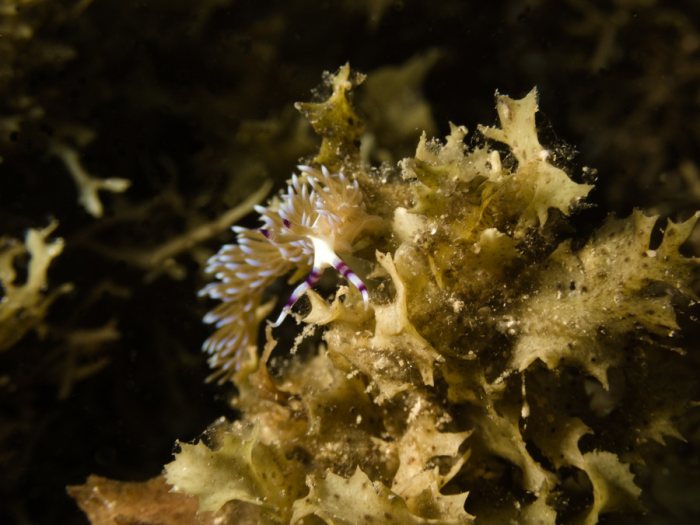 Pteraeolidia ianthina