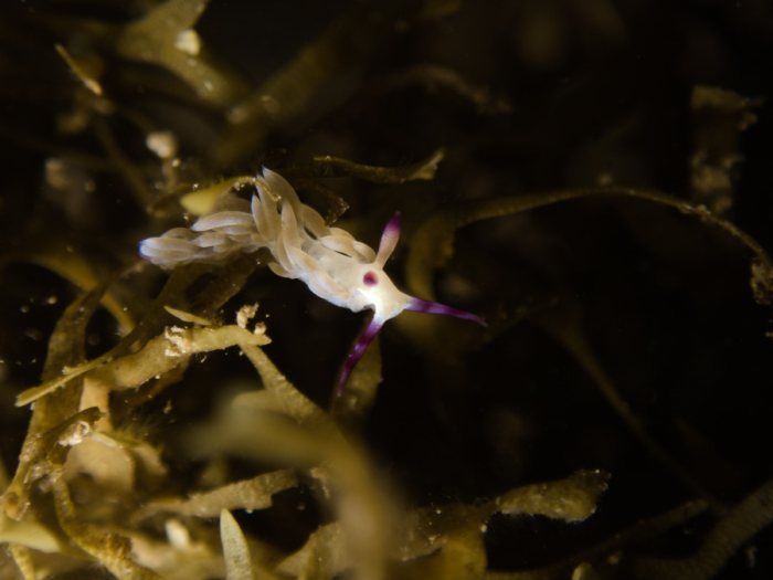 Pteraeolidia ianthina