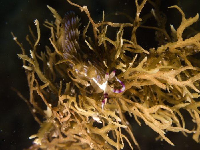 Pteraeolidia ianthina