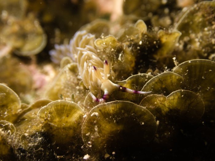 Pteraeolidia ianthina