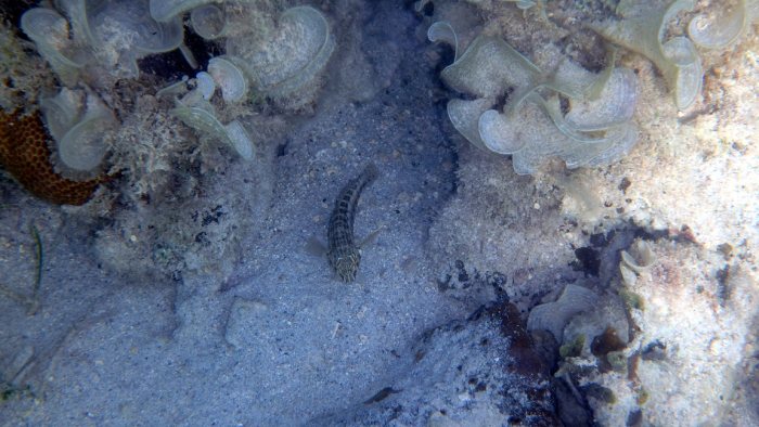 Parapercis australis