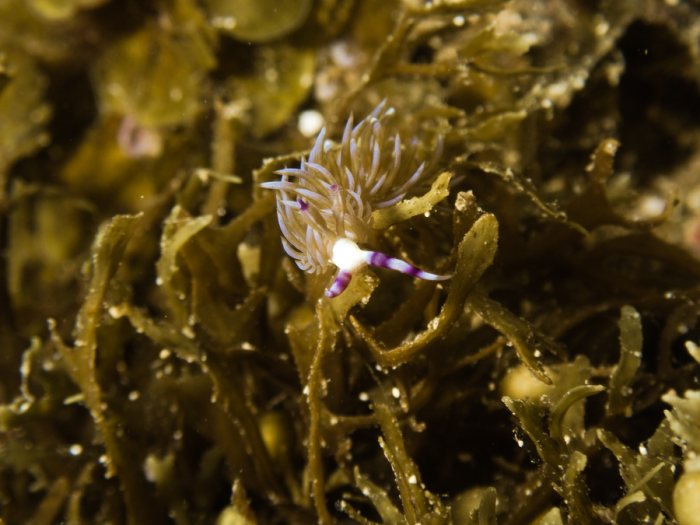 Pteraeolidia ianthina