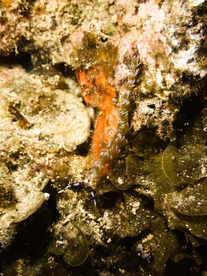 Pteraeolidia ianthina