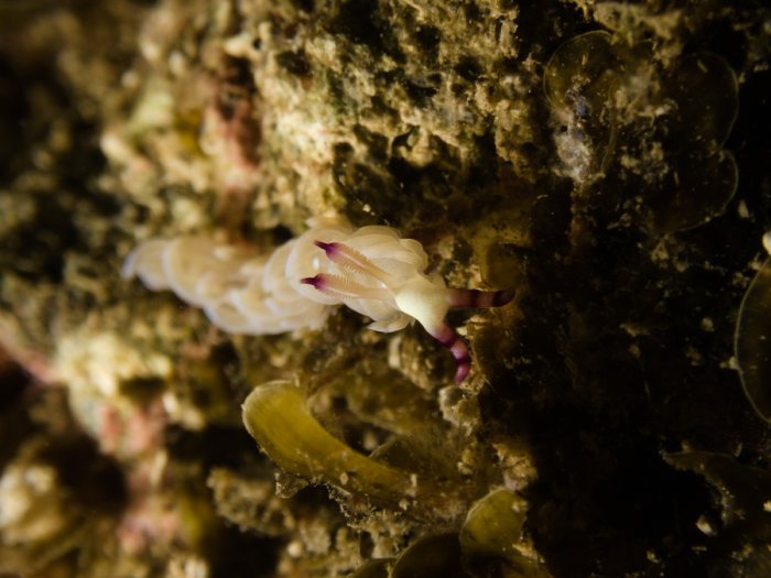 Pteraeolidia ianthina