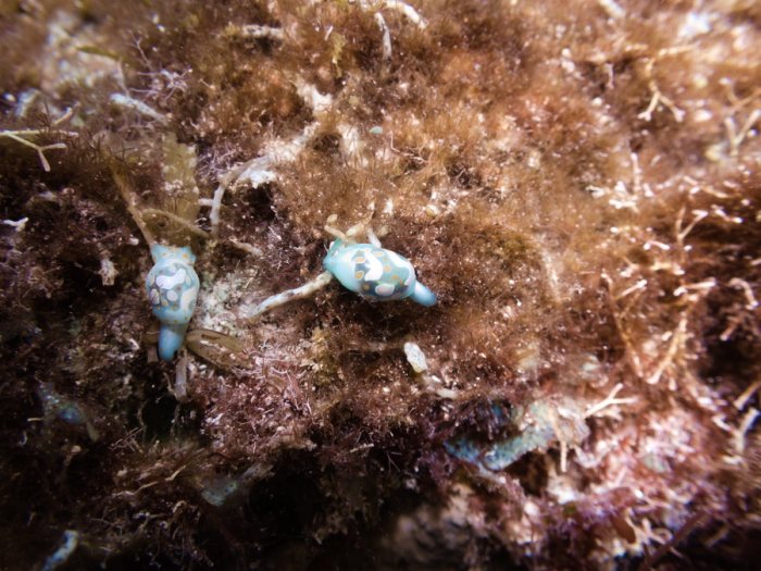 Lamprohaminoea cymbalum