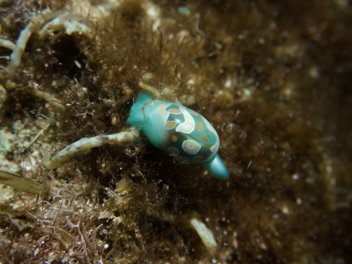 Lamprohaminoea cymbalum