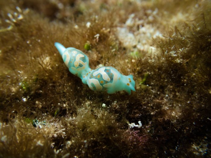 Lamprohaminoea cymbalum