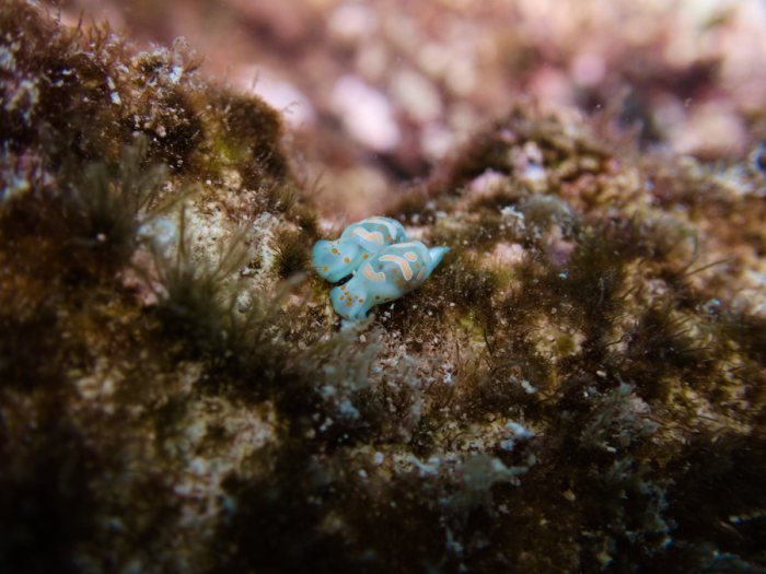 Lamprohaminoea cymbalum