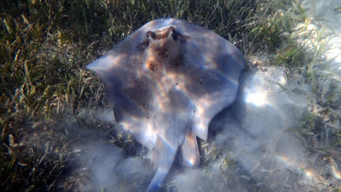 Neotrygon kuhlii