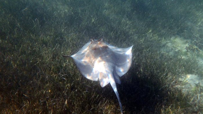 Neotrygon kuhlii