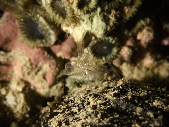 Periclimenes tenuipes