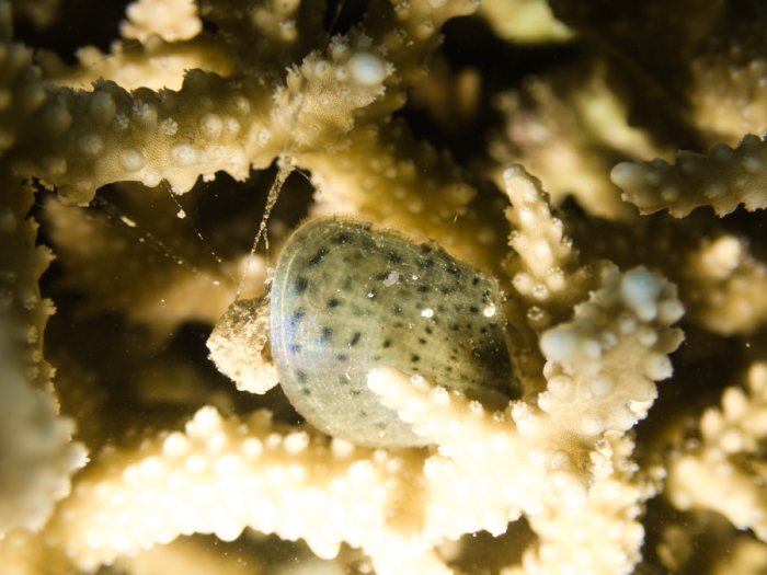 Mollusques
