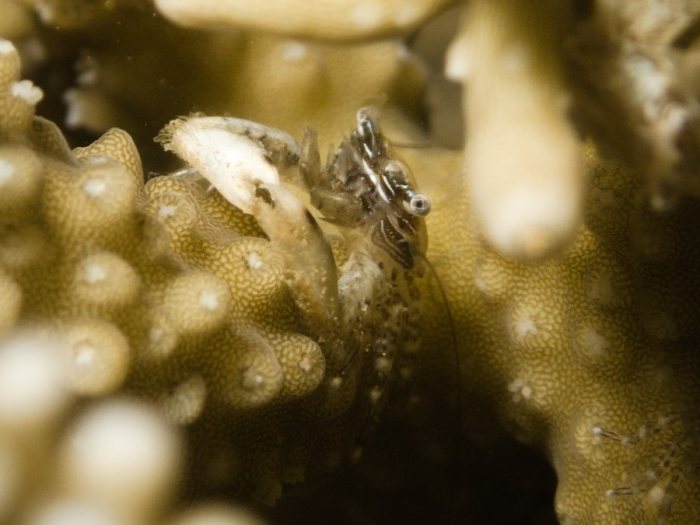 Crabe