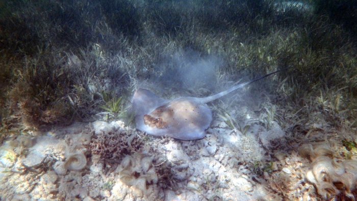 Neotrygon kuhlii